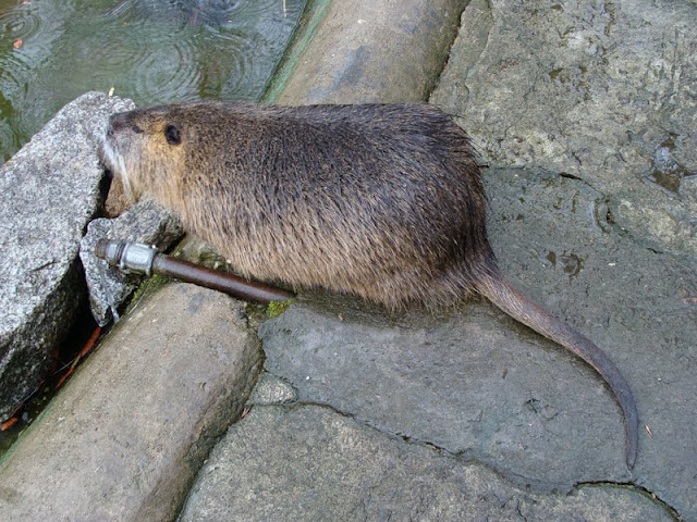 Myocastor coypus