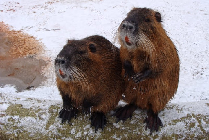 Myocastor coypus