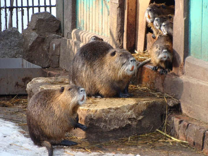 Myocastor coypus