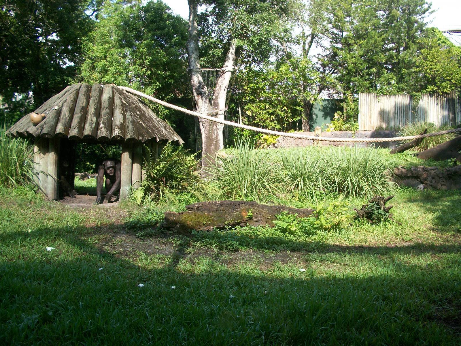 Myombe Reserve: Chimpanzee Exhibit