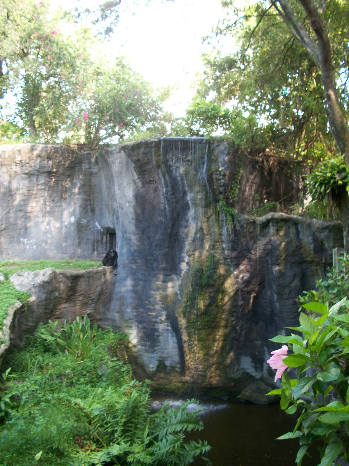 Myombe Reserve: Chimpanzee Exhibit