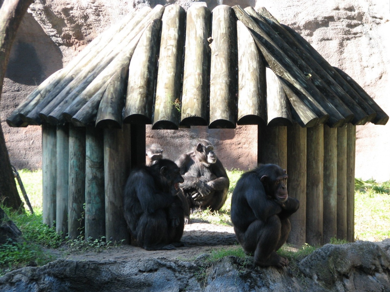 Myombe Reserve - Chimpanzee Exhibit