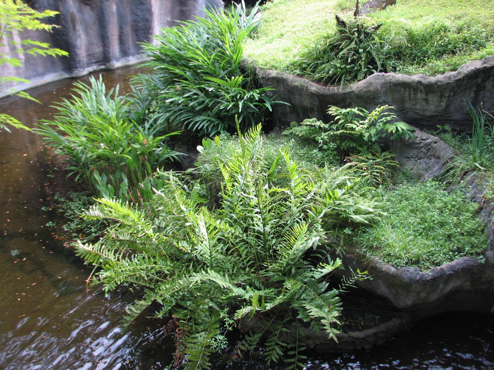 Myombe Reserve - Chimpanzee Exhibit