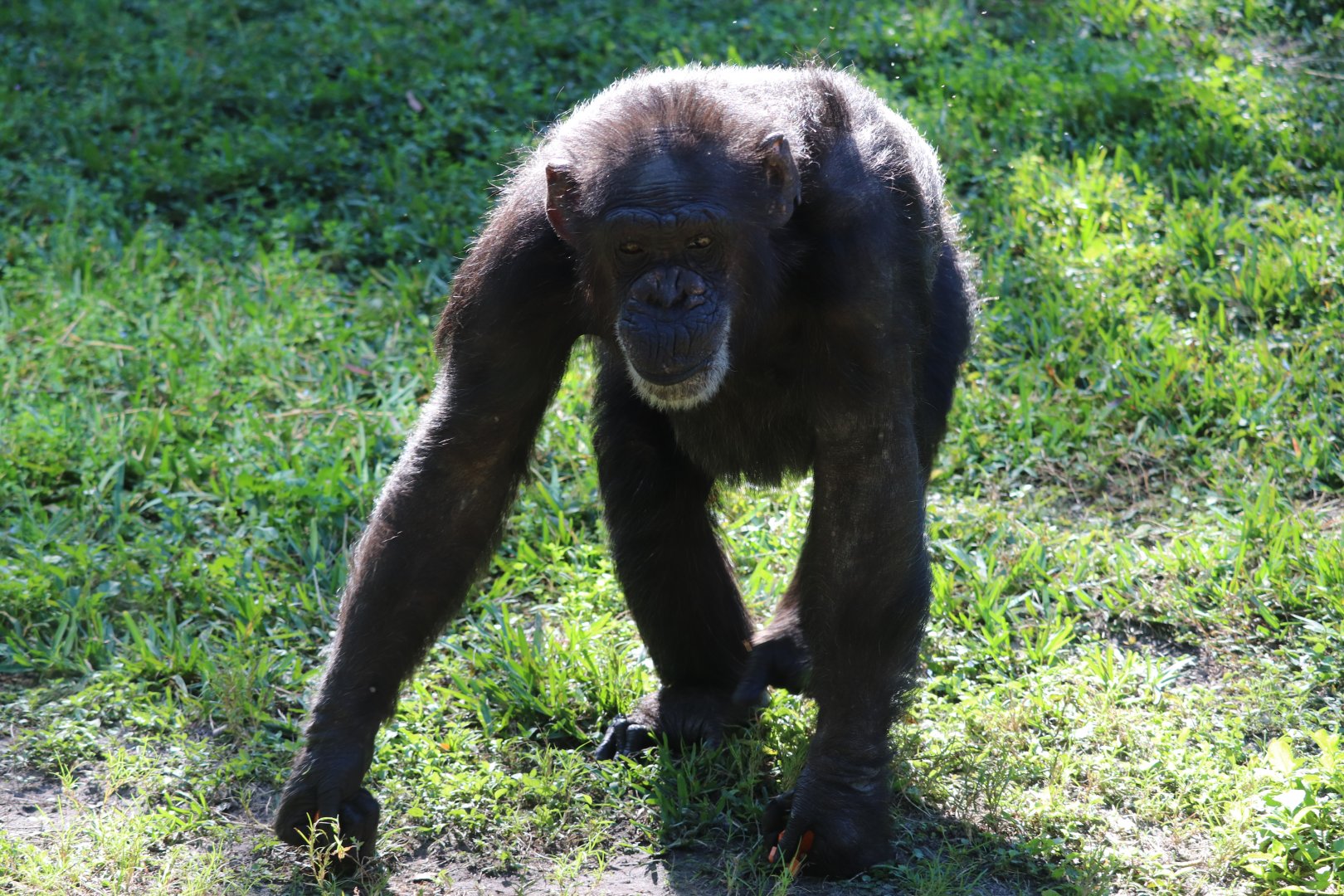 Myombe Reserve - Chimpanzee