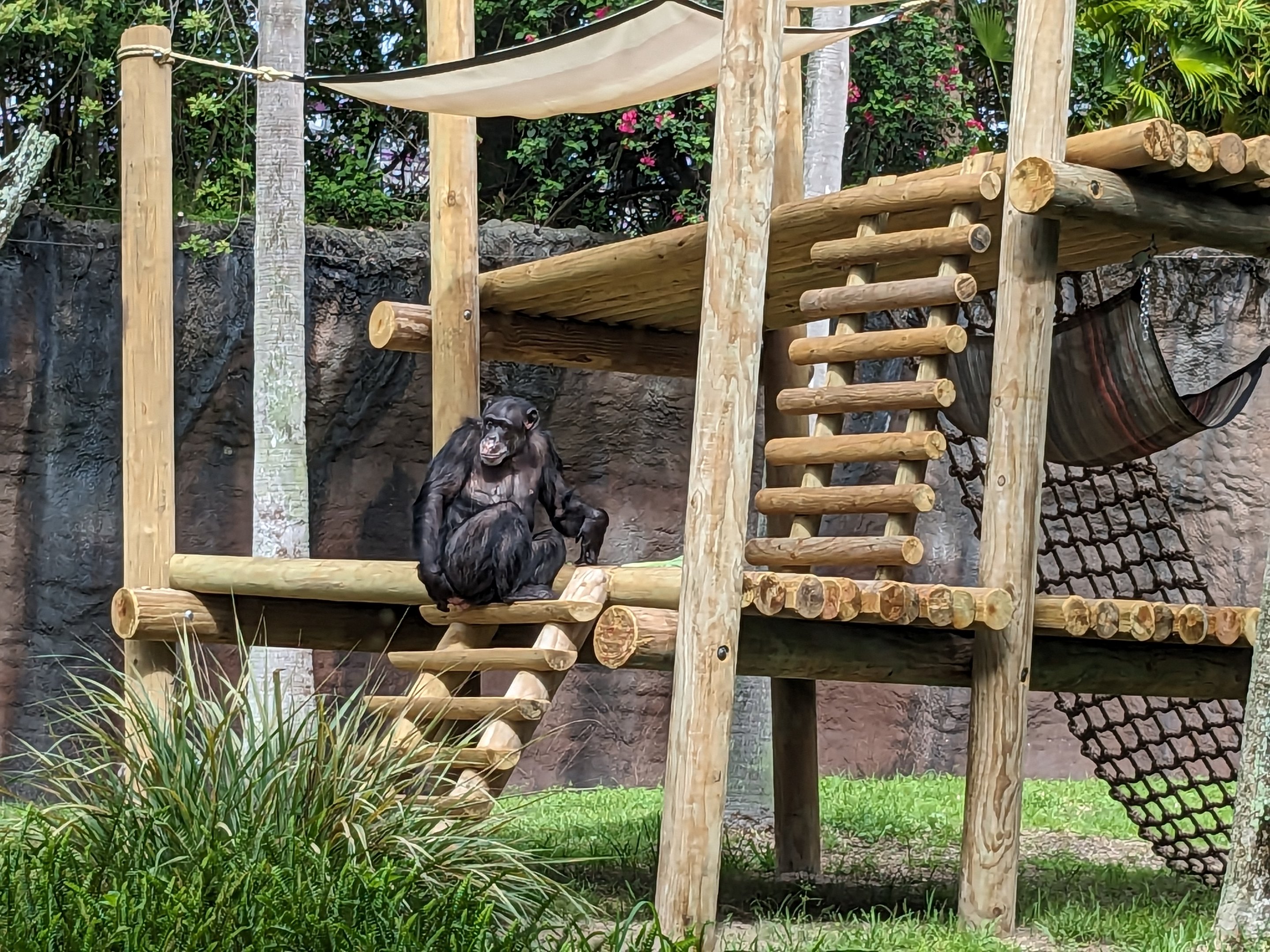 Myombe Reserve - Chimpanzee