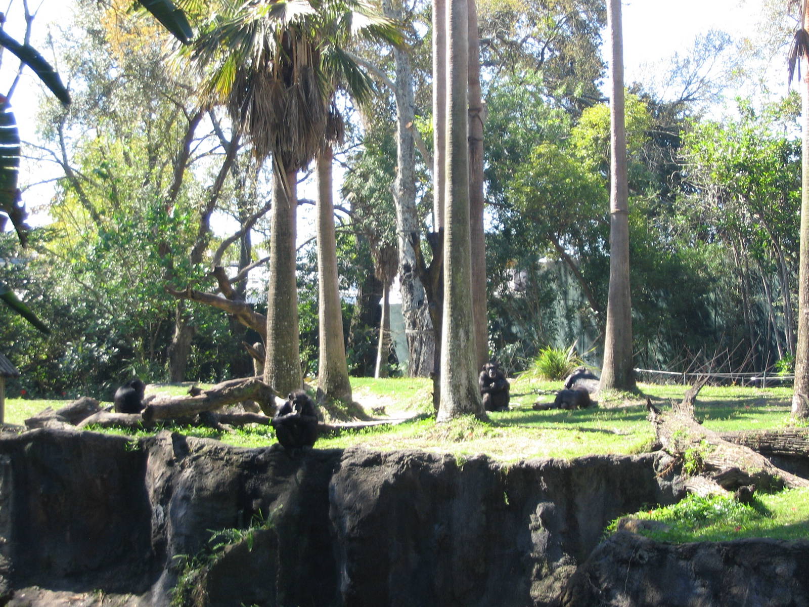Myombe Reserve: Chimpanzees