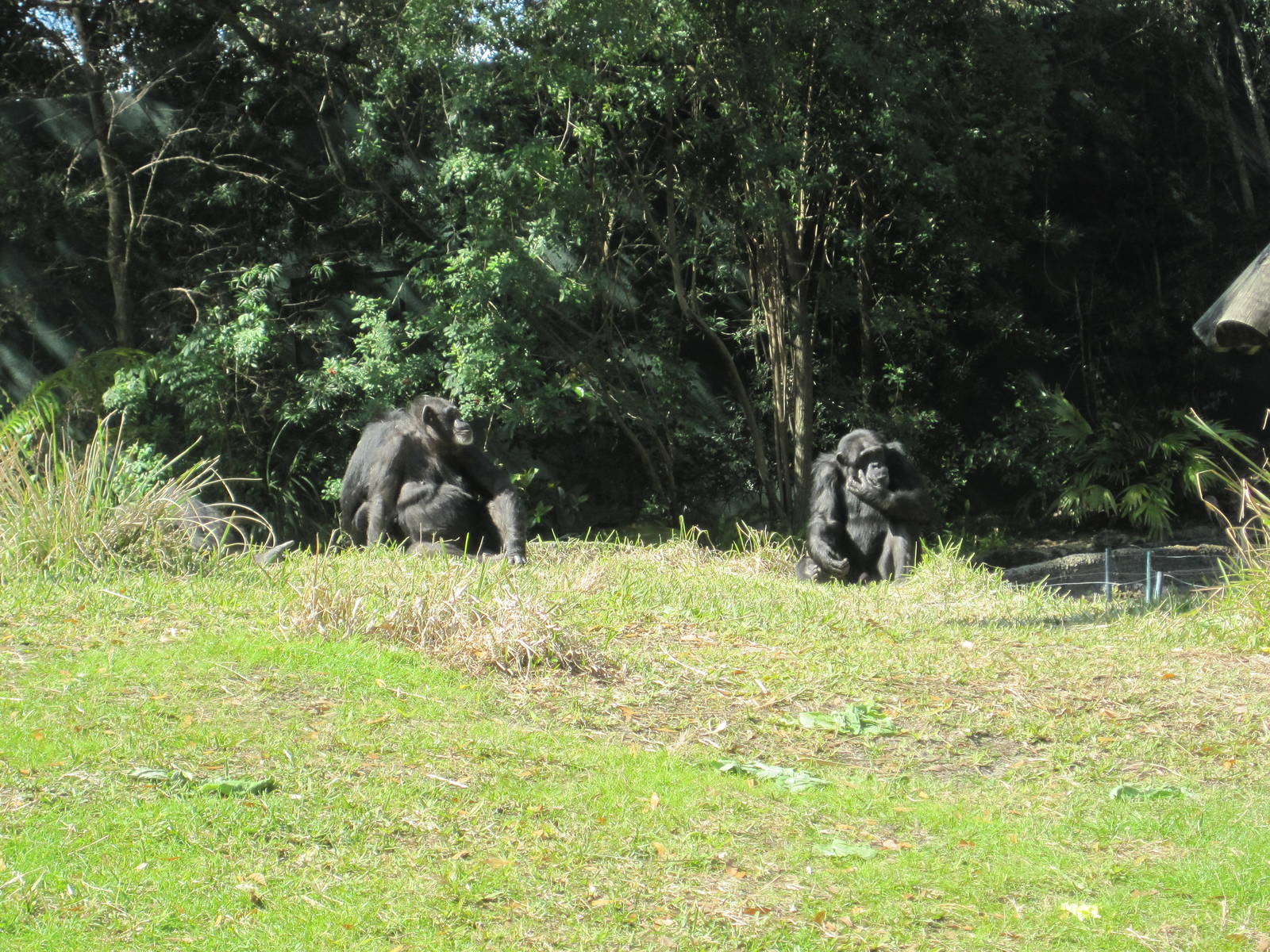 Myombe Reserve- Chimpanzees