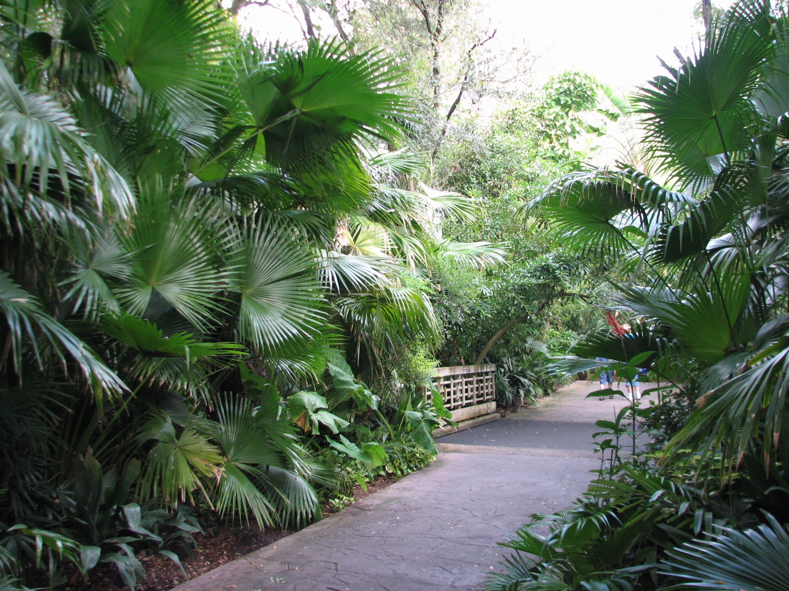 Myombe Reserve - Entrance Path