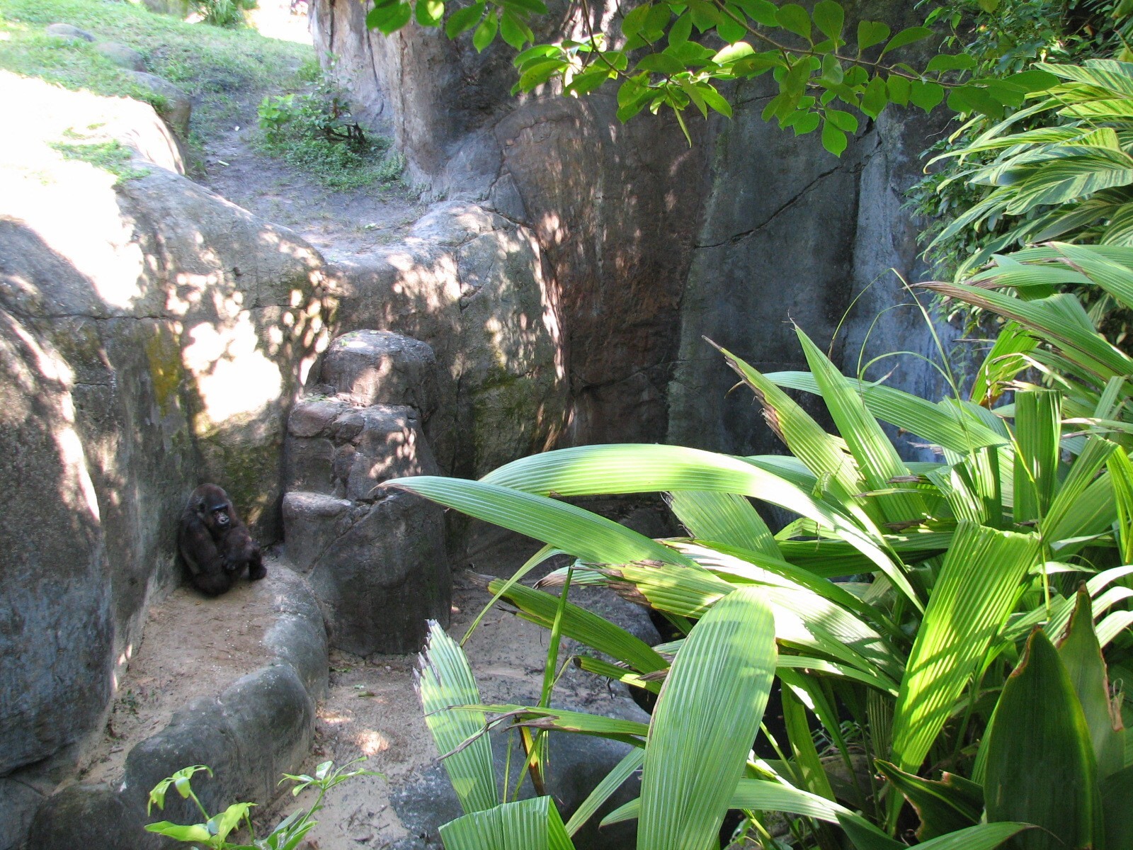 Myombe Reserve - Gorilla Exhibit