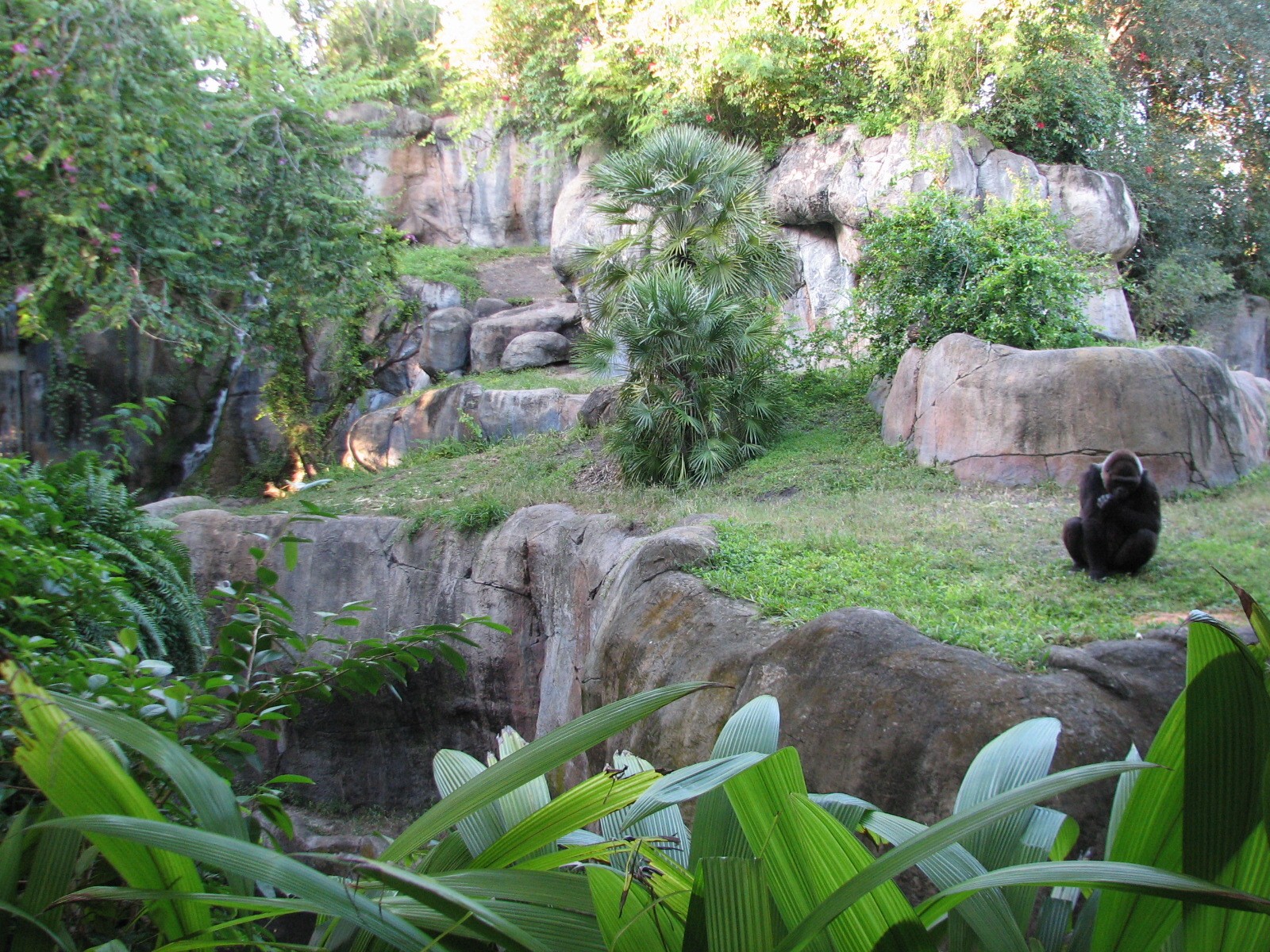 Myombe Reserve - Gorilla Exhibit