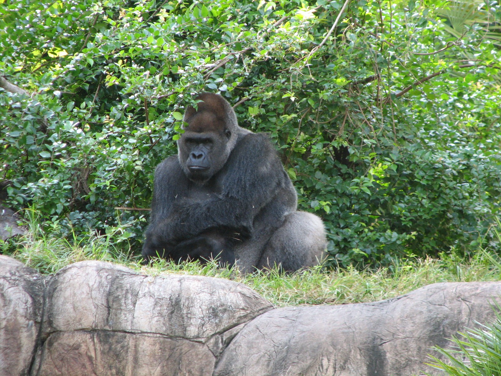 Myombe Reserve - Gorilla Exhibit