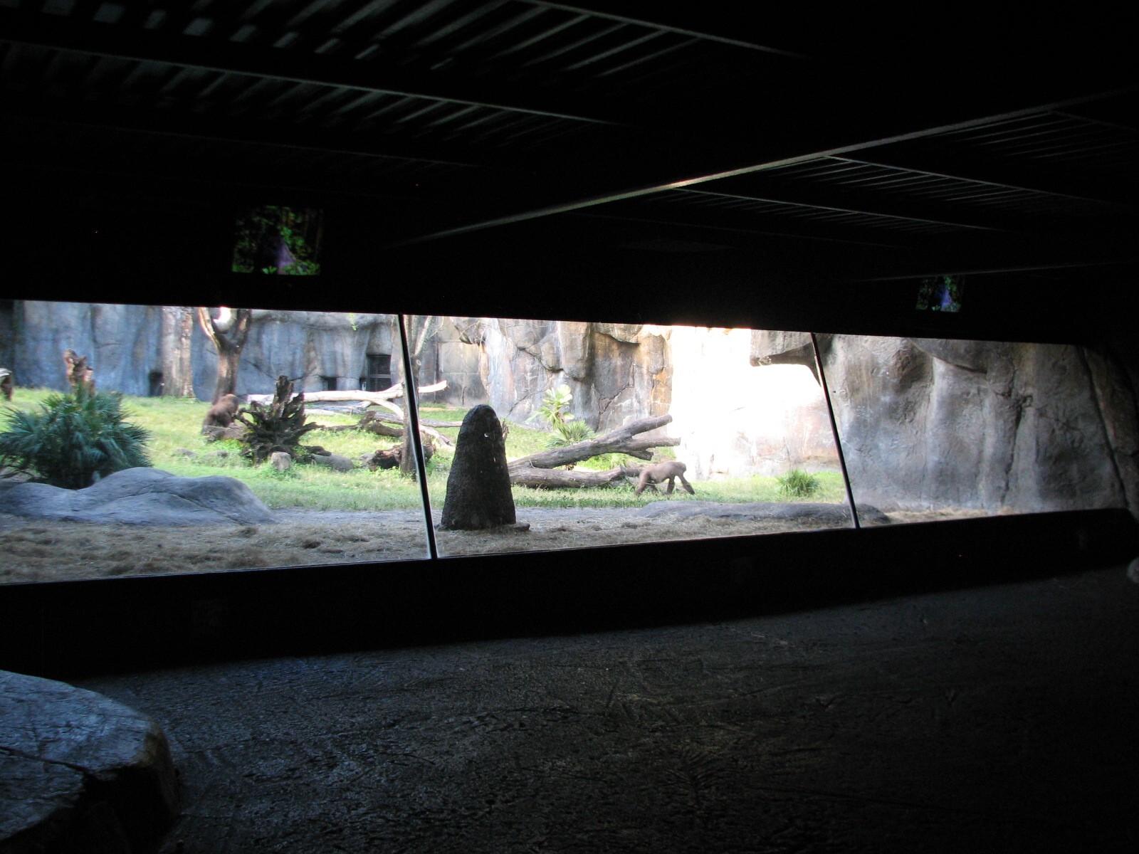 Myombe Reserve - Gorilla Exhibit