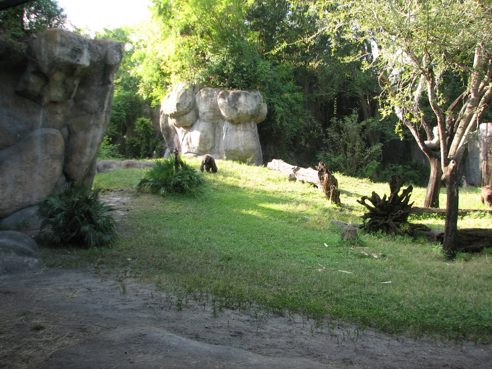 Myombe Reserve - Gorilla Exhibit