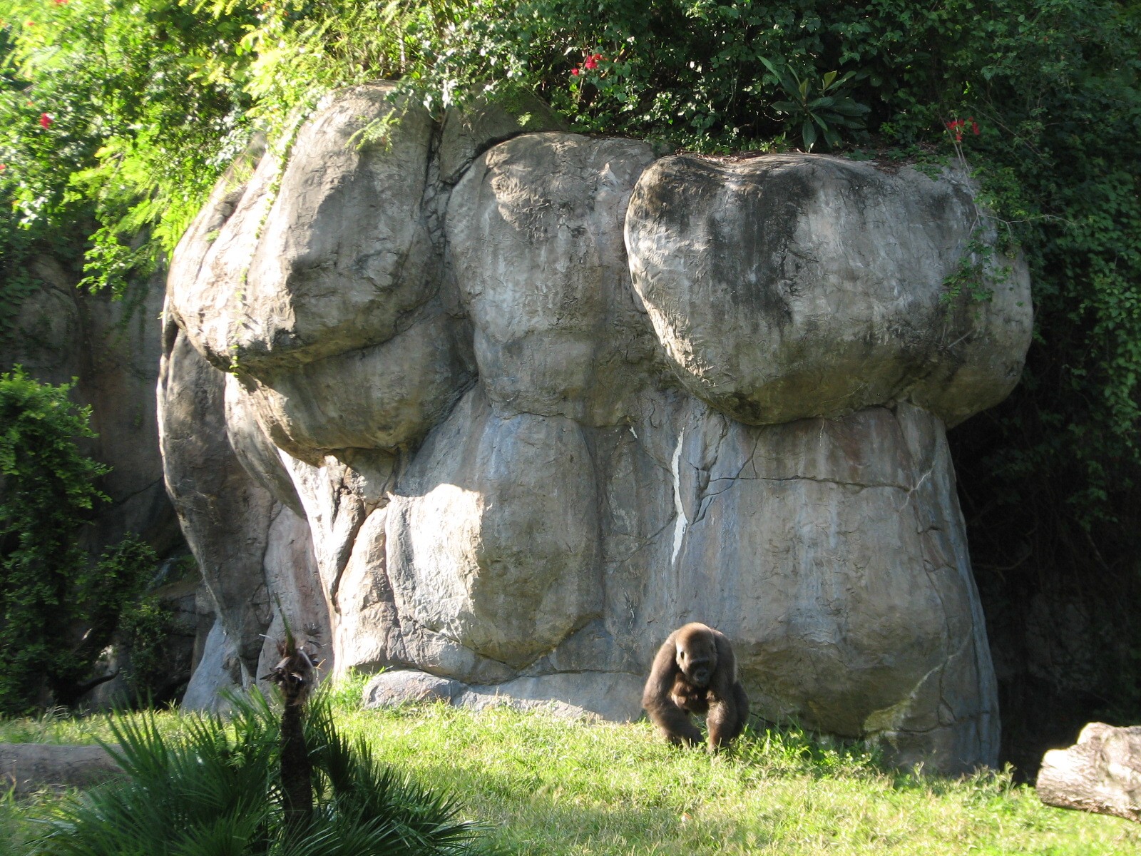 Myombe Reserve - Gorilla Exhibit