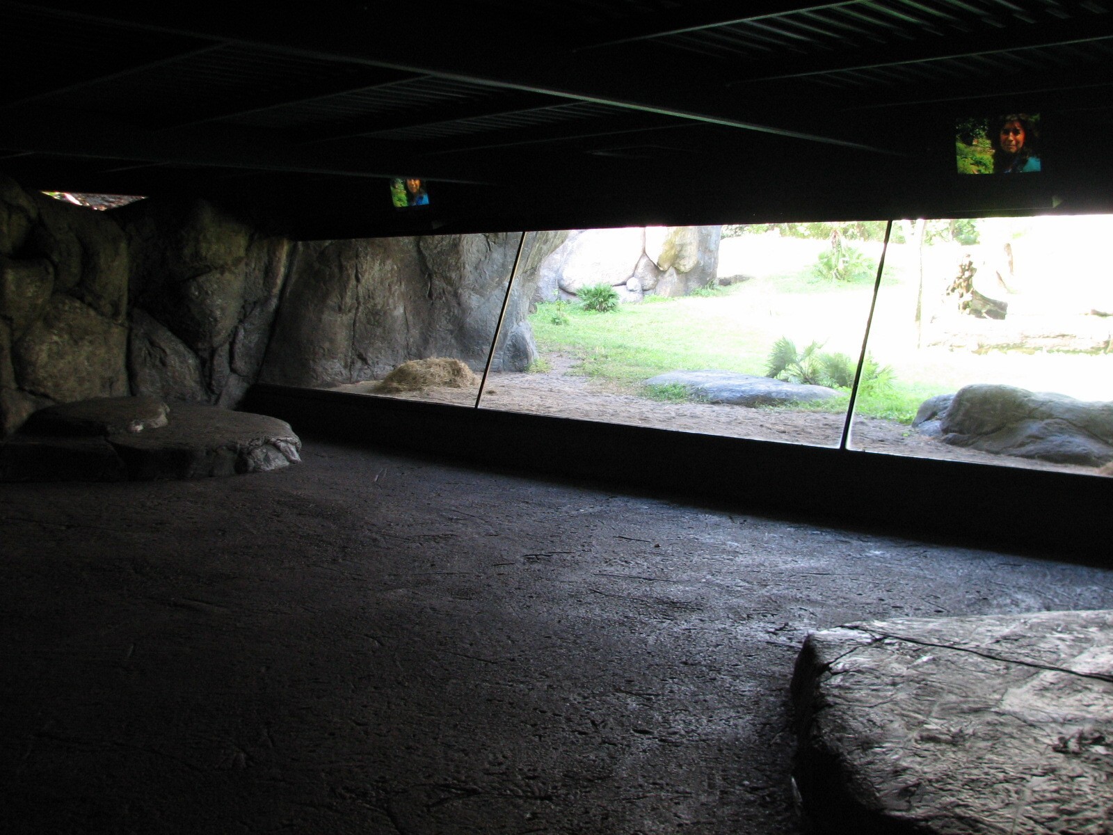 Myombe Reserve - Gorilla Exhibit