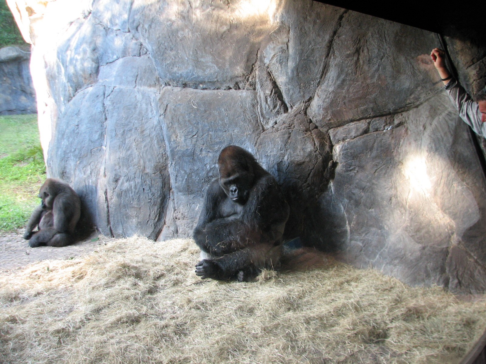 Myombe Reserve - Gorilla Exhibit