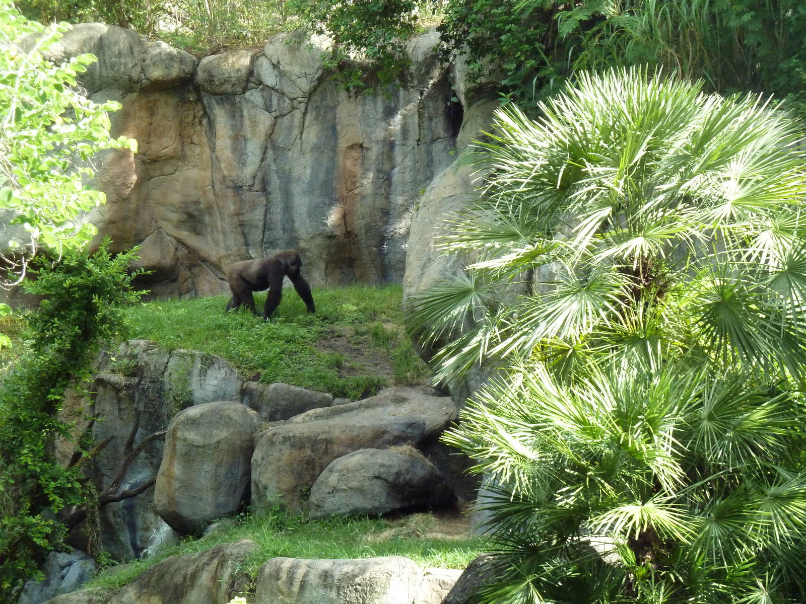Myombe Reserve - Gorilla Exhibit