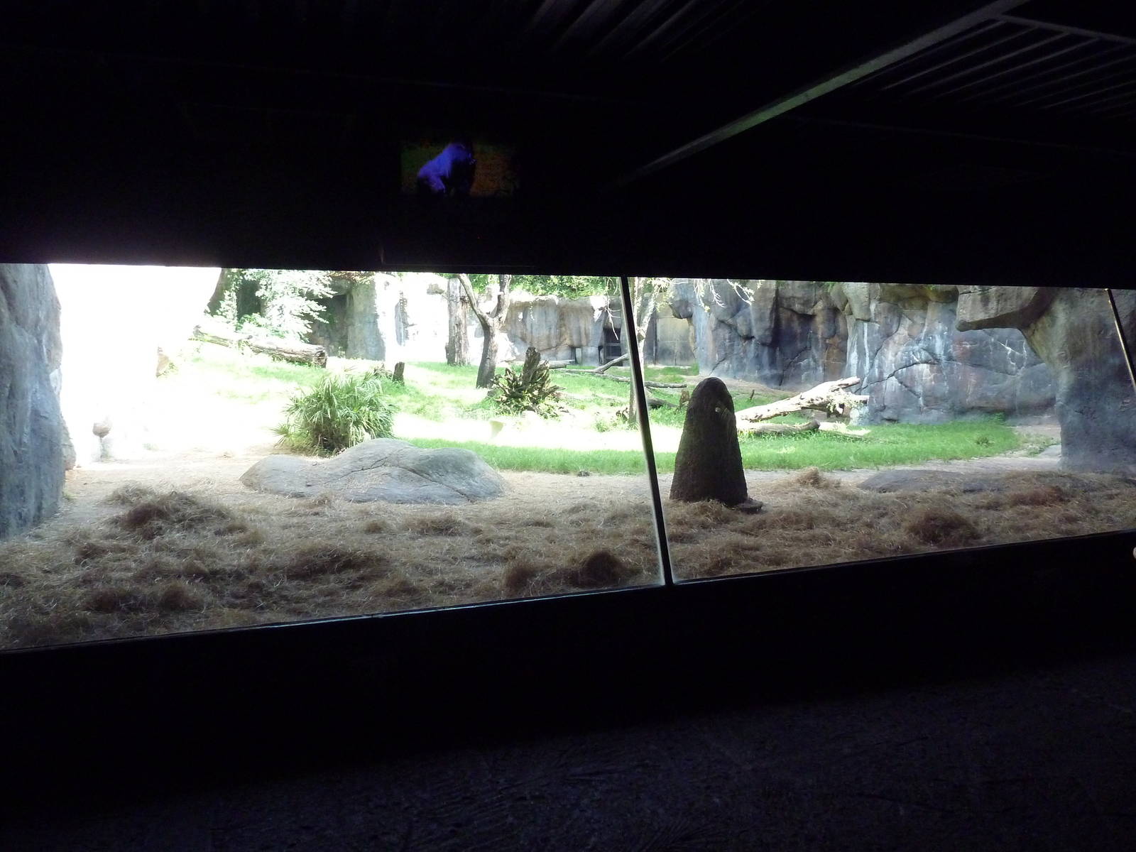 Myombe Reserve - Gorilla Exhibit