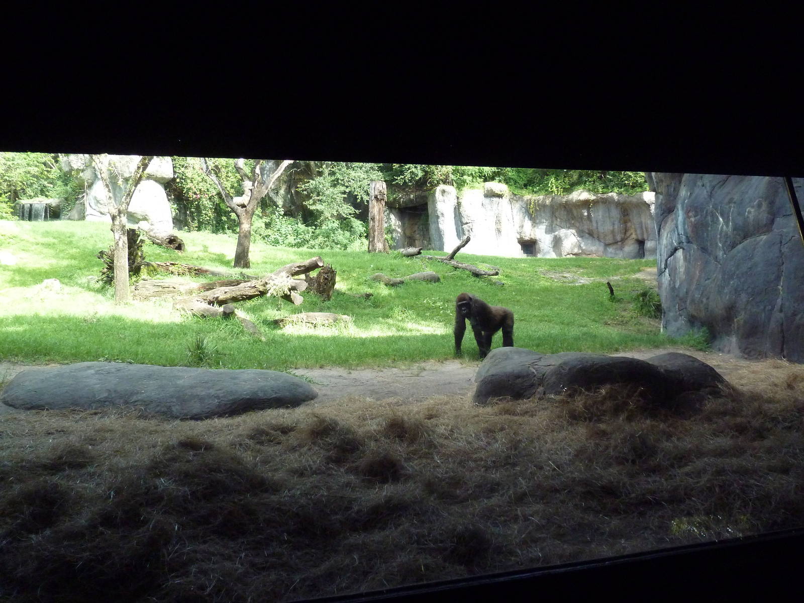 Myombe Reserve - Gorilla Exhibit