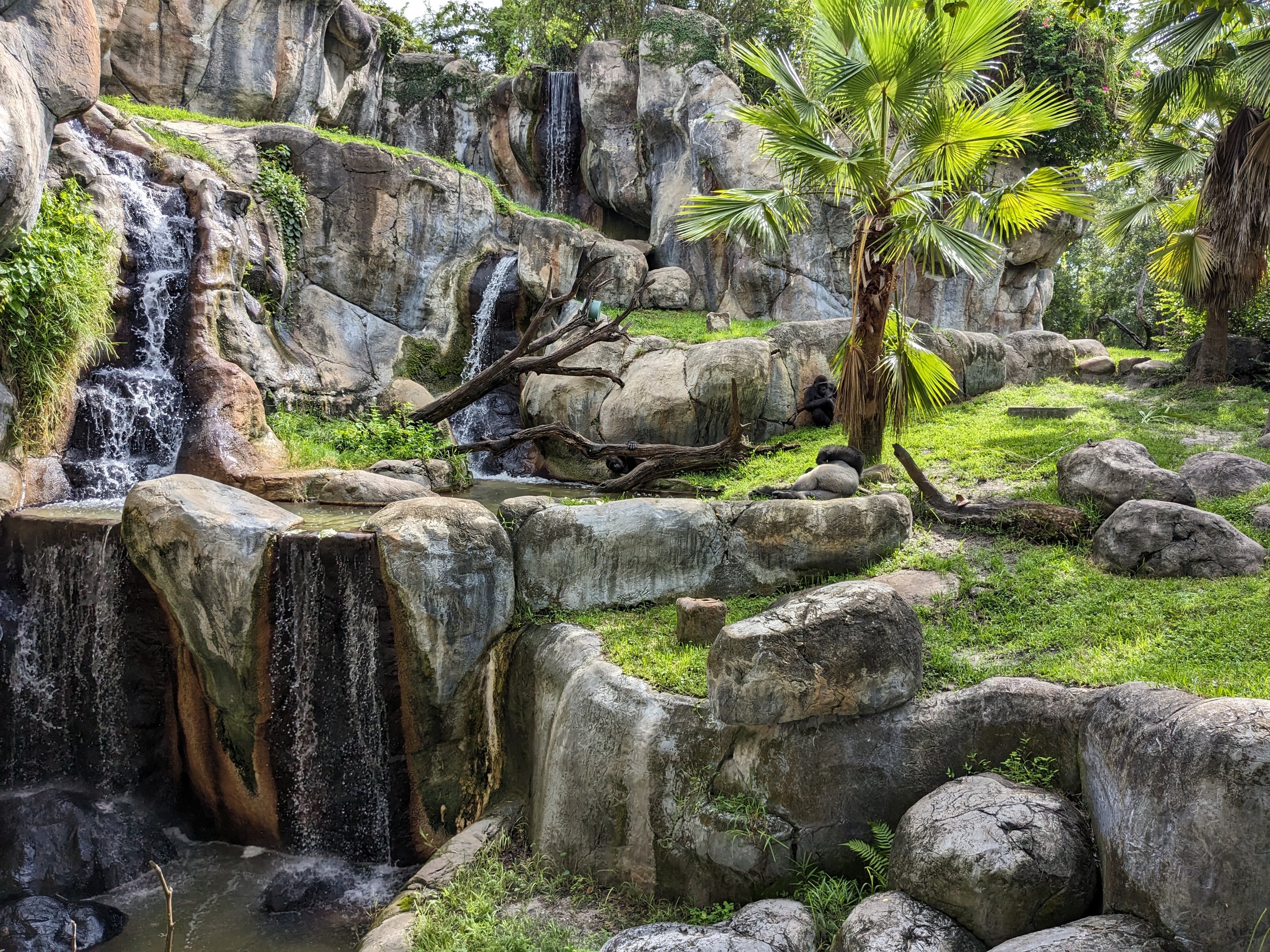 Myombe Reserve -Gorilla habitat view (and two gorillas)