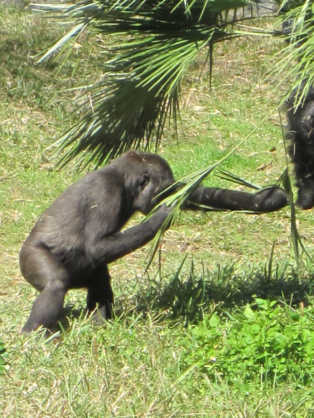 Myombe Reserve- Gorilla Youngster
