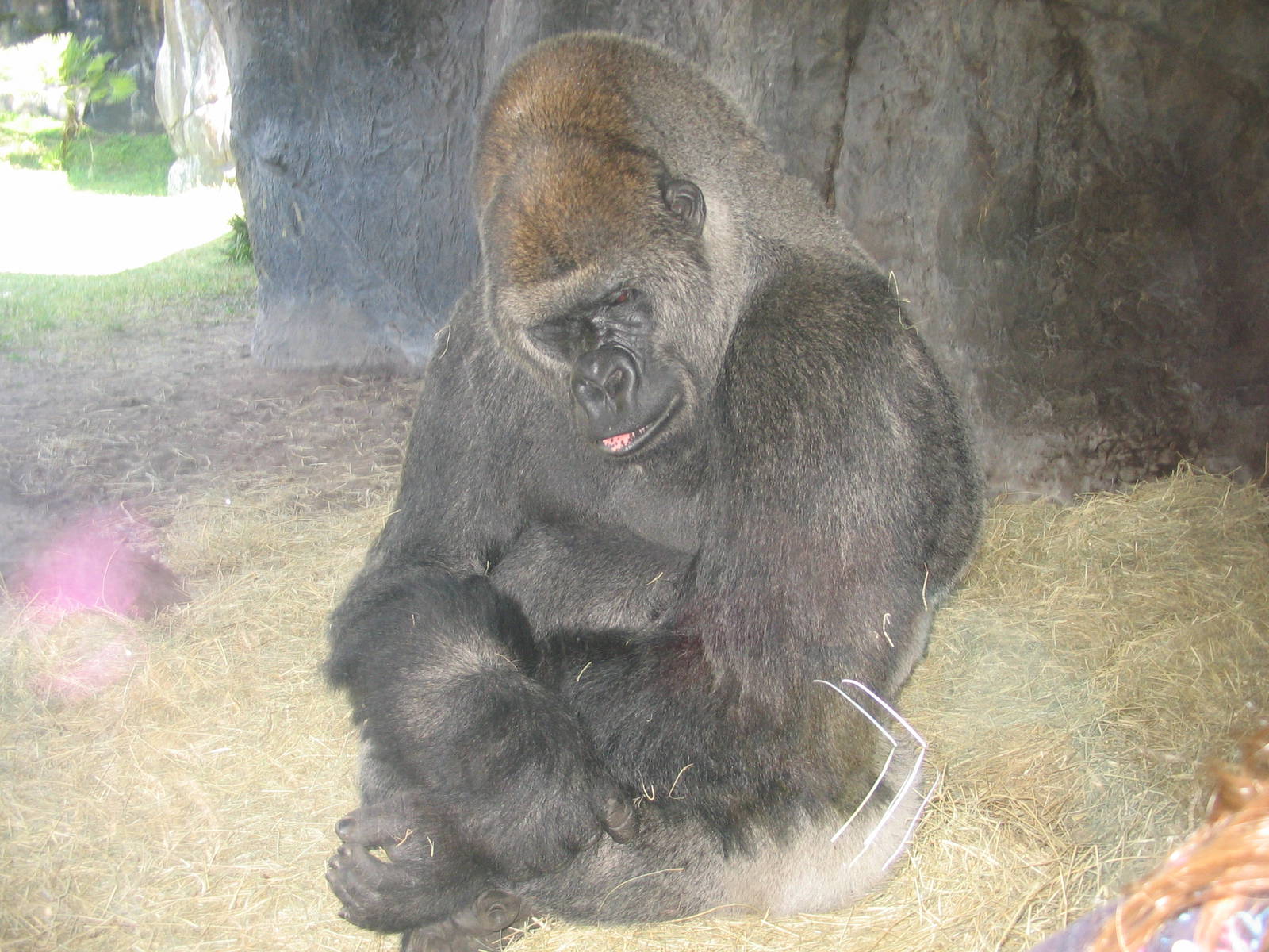 Myombe Reserve: Gorilla