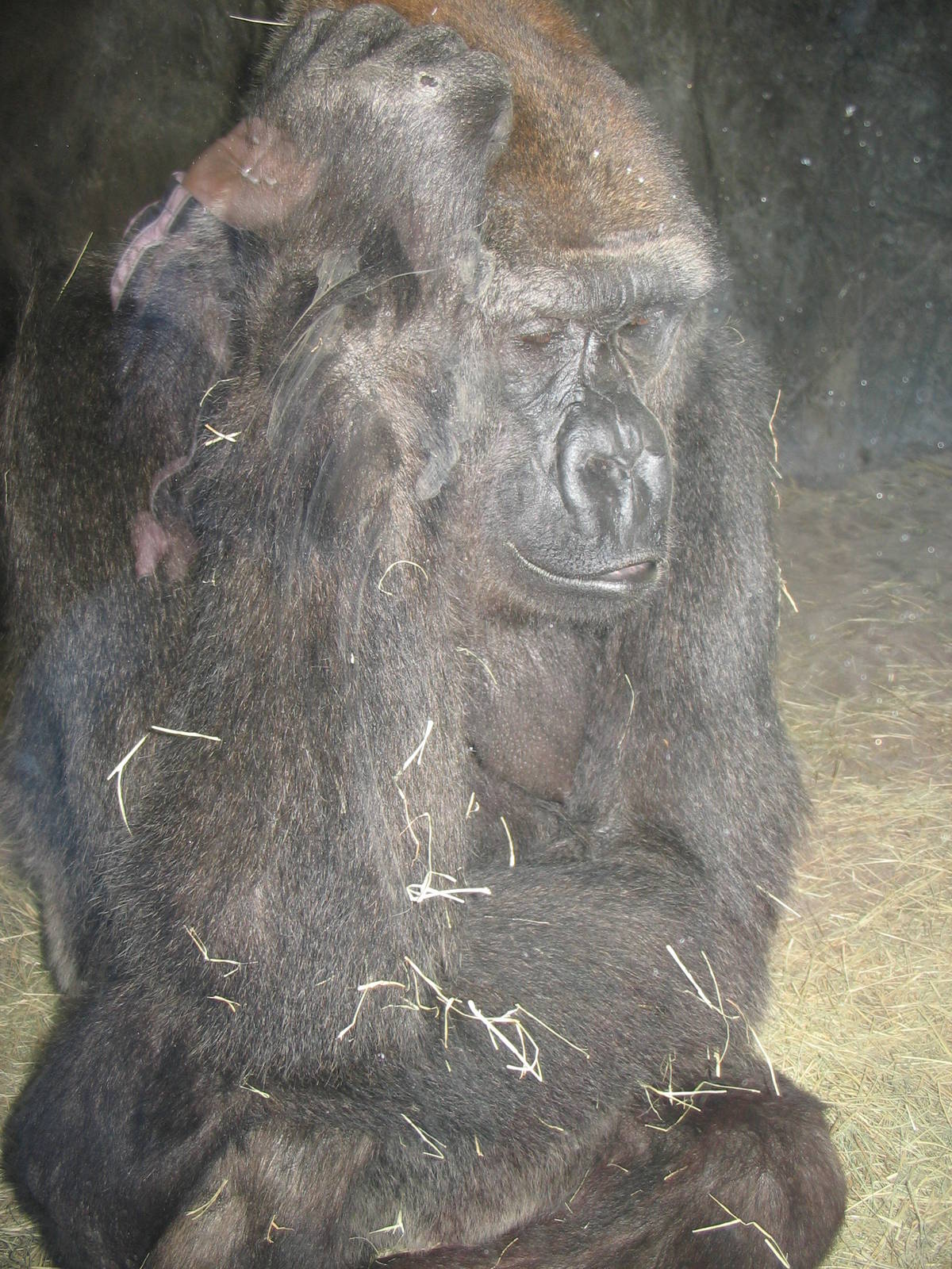 Myombe Reserve: Gorilla