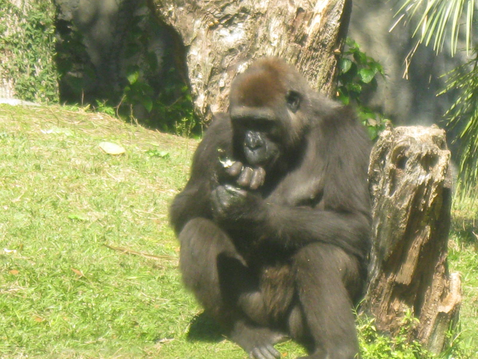Myombe Reserve- Gorilla