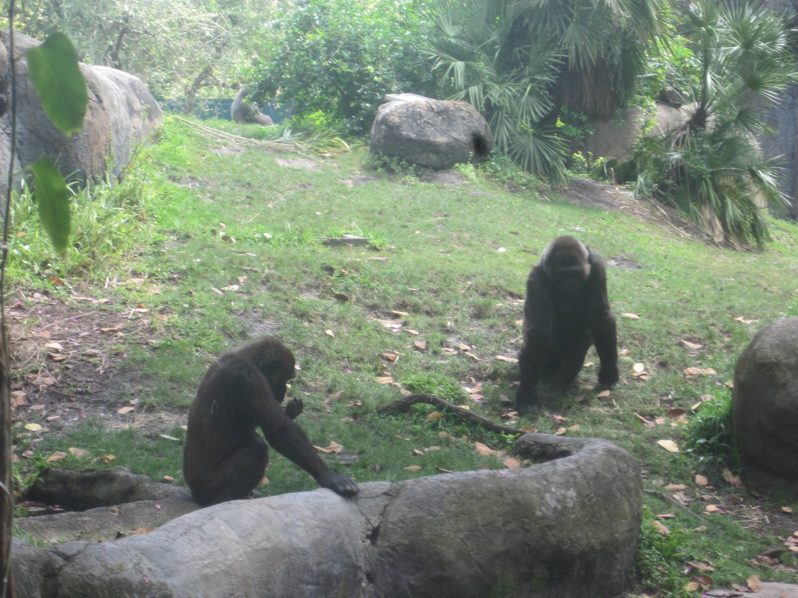 Myombe Reserve- Gorillas