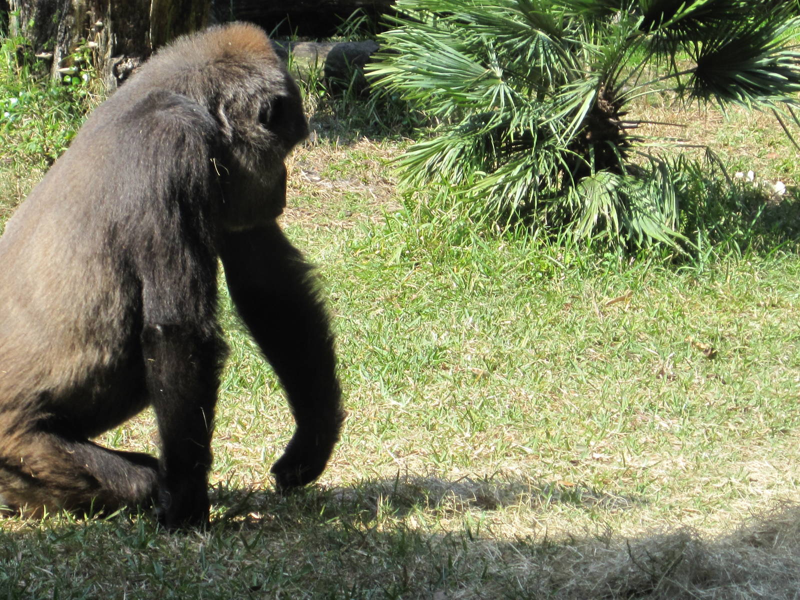 Myombe Reserve- Western Lowland Gorilla