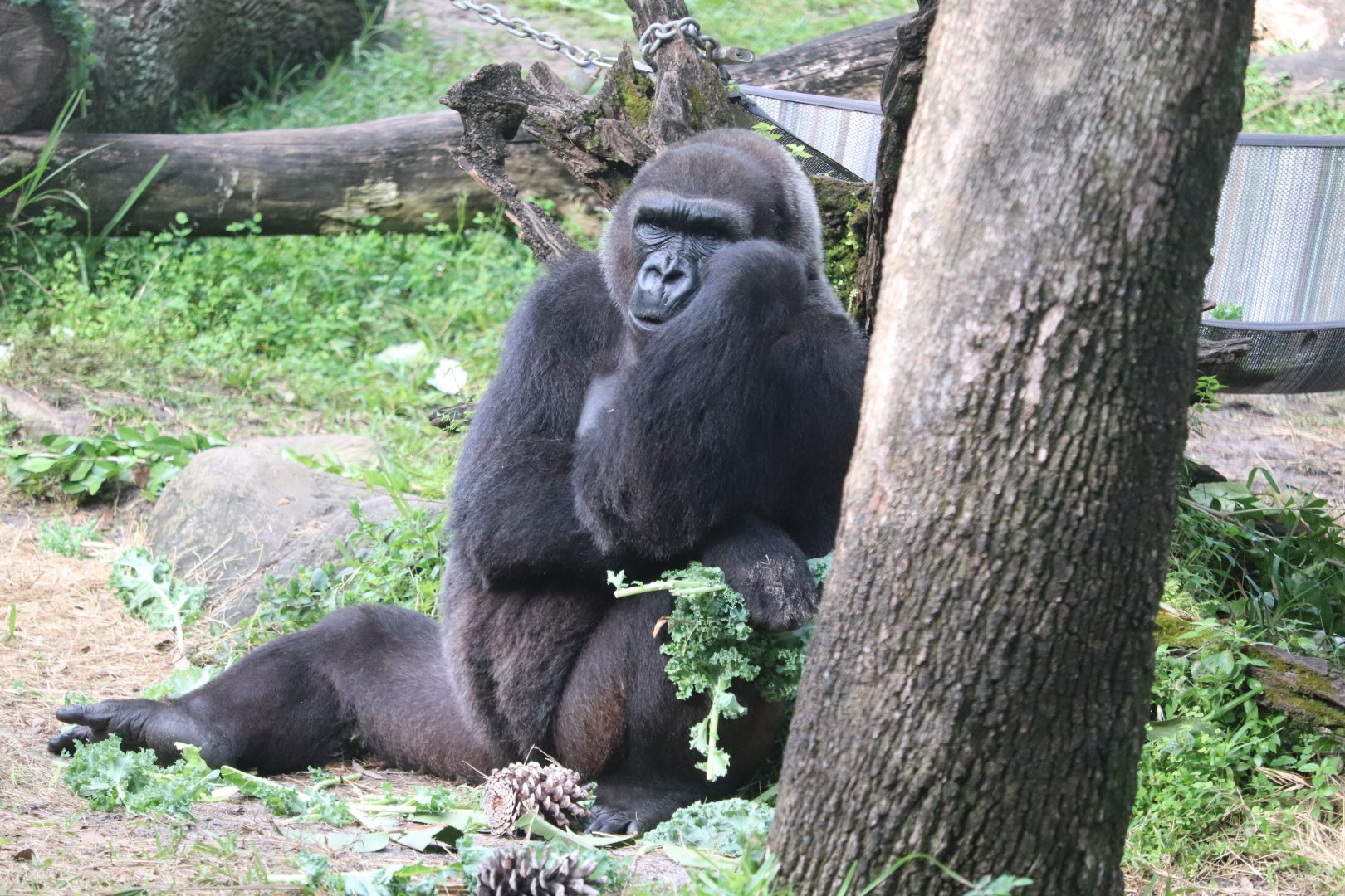Myombe Reserve - Western Lowland Gorilla