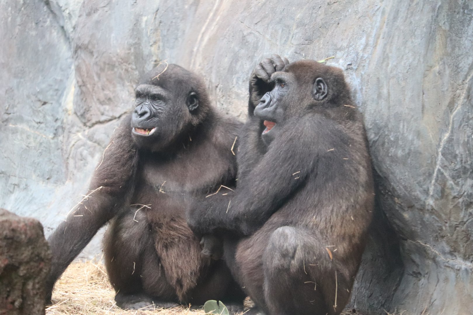 Myombe Reserve - Western Lowland Gorilla