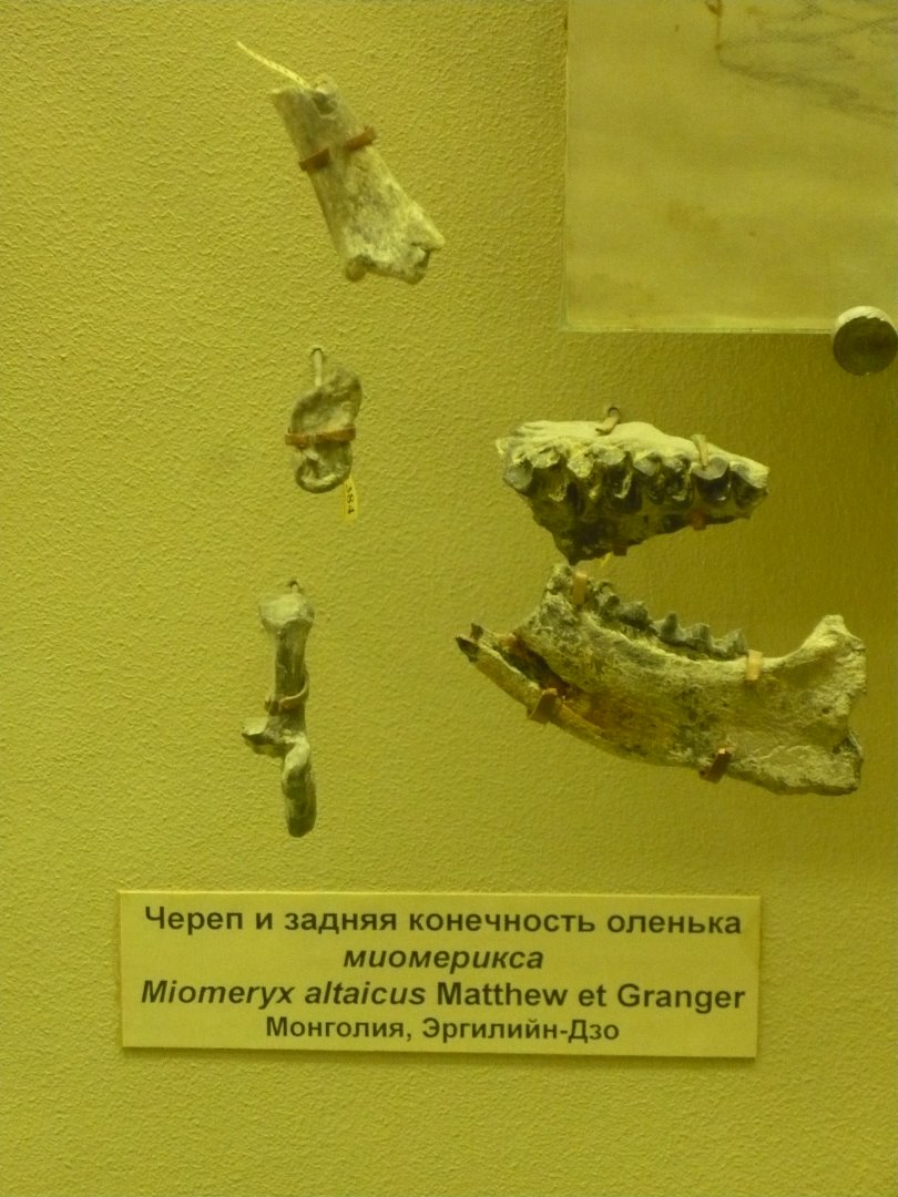 Myomeryx altaicus skull and limb fragments