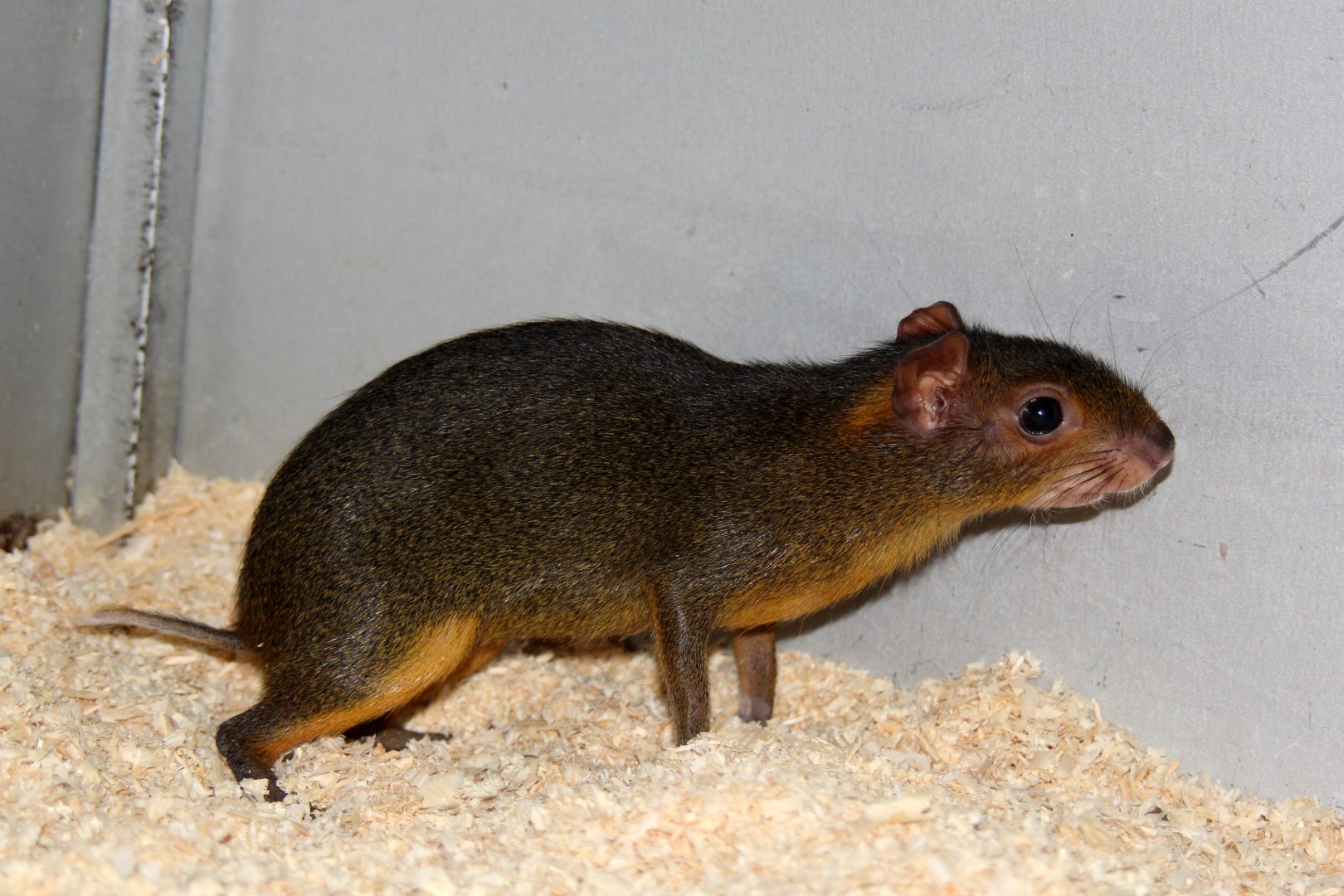 Myoprocta pratti (Green acouchi)