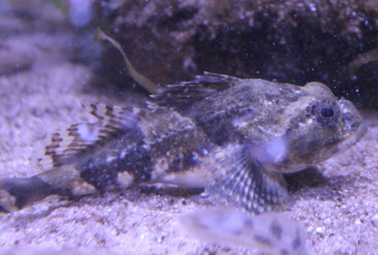 Myoxocephalus scorpius