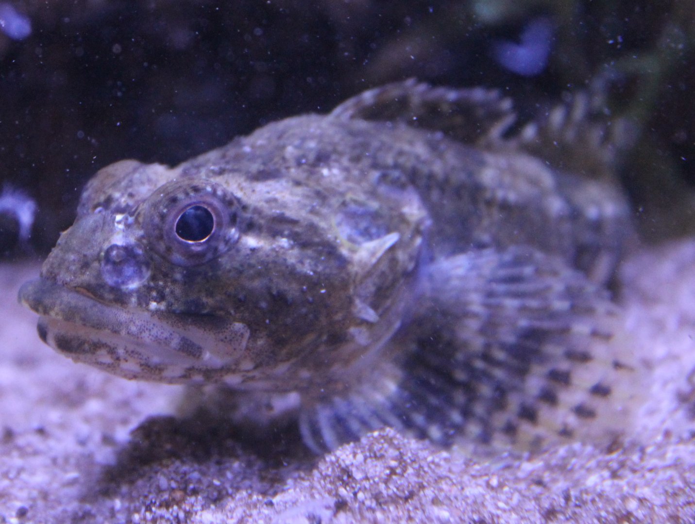 Myoxocephalus scorpius