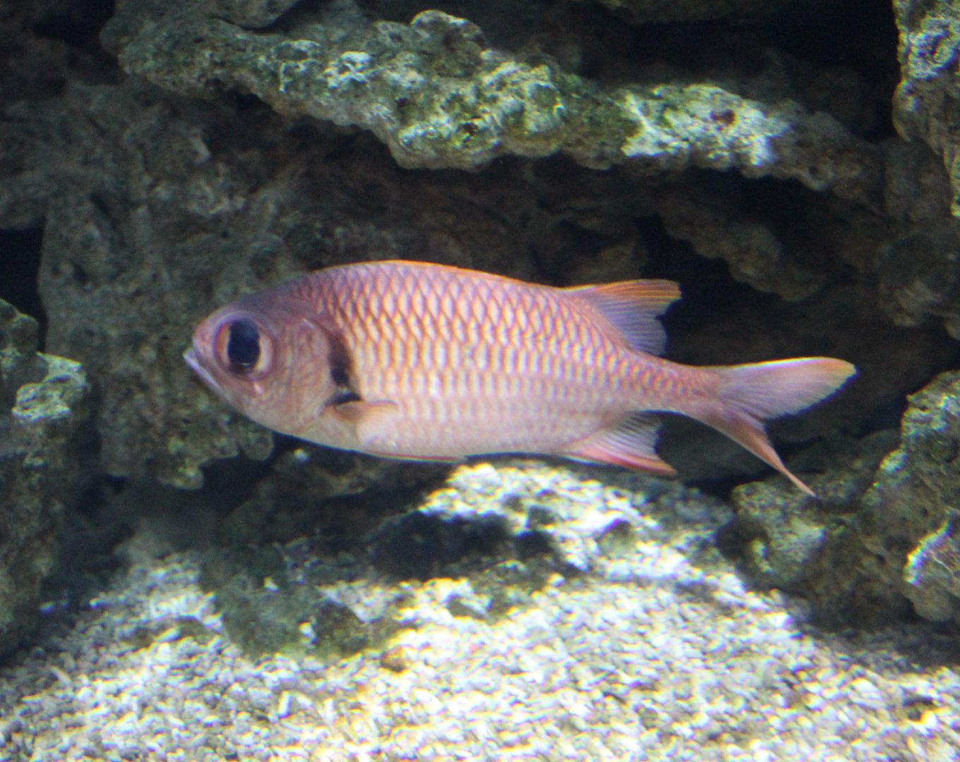 Myripristis jacobus