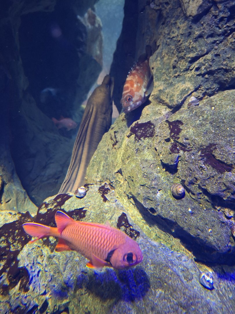 Myripristis kochiensis and Epinephelus fasciatus