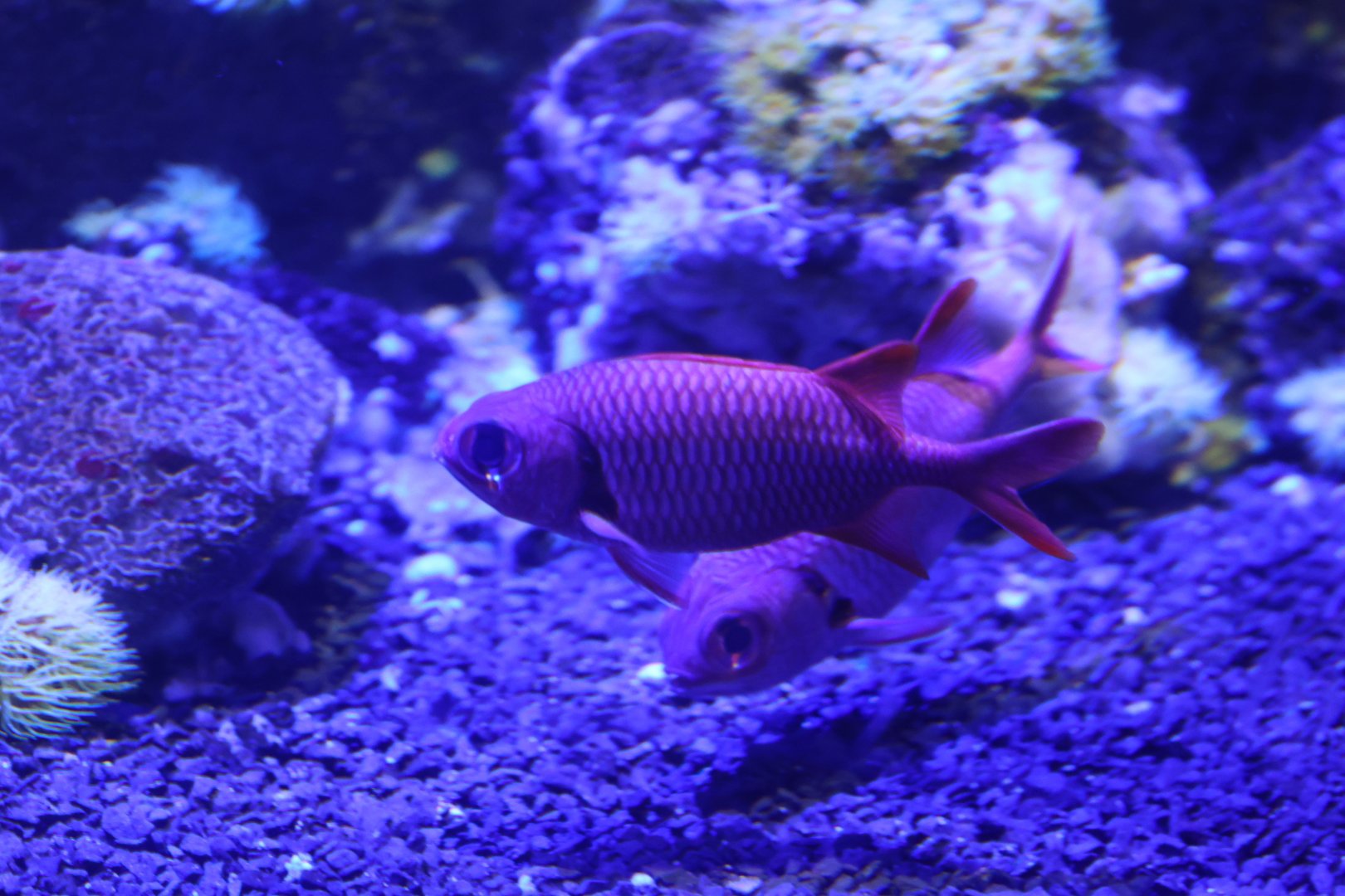 Myripristis murdjan or amaena ?