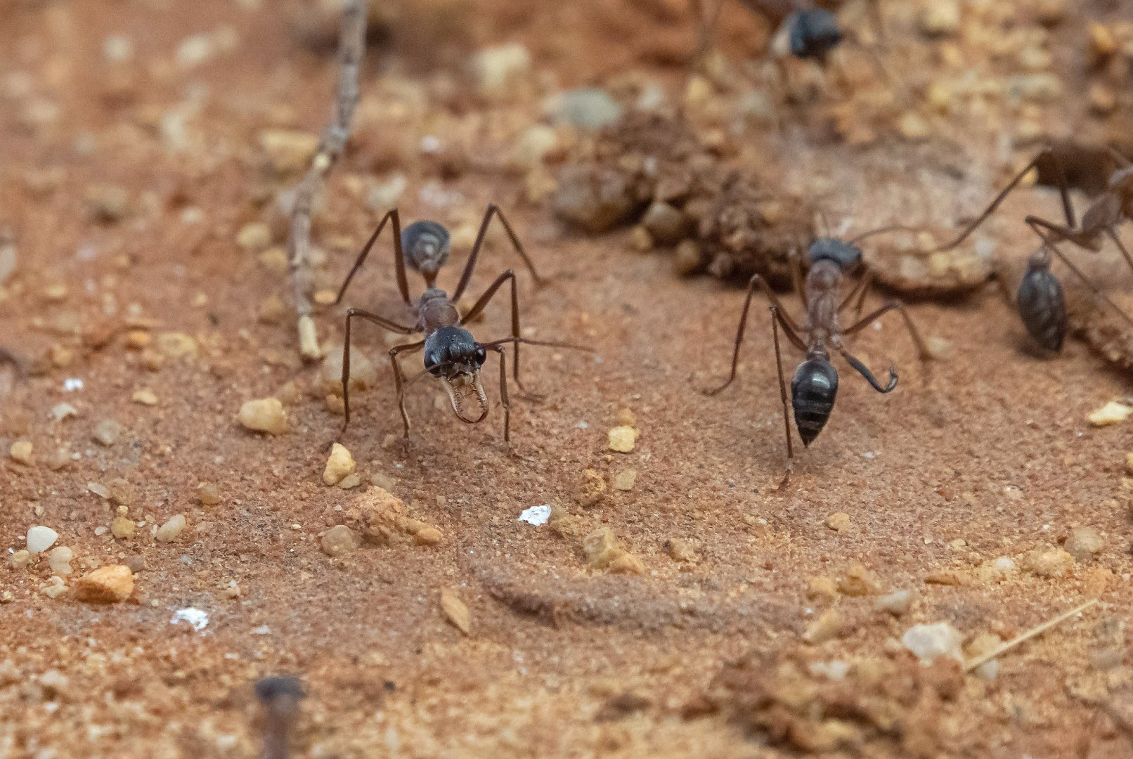 Myrmecia desertorum