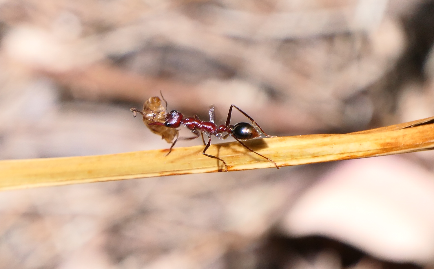 Myrmecia regularis