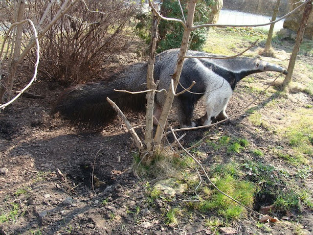 Myrmecophaga tridactyla