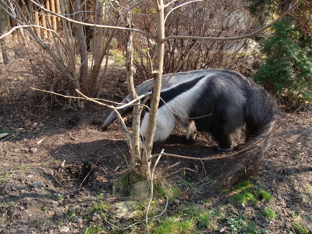 Myrmecophaga tridactyla