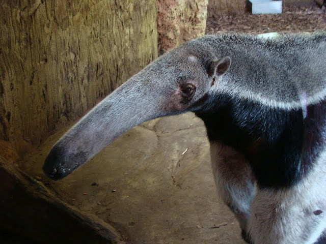 Myrmecophaga tridactyla