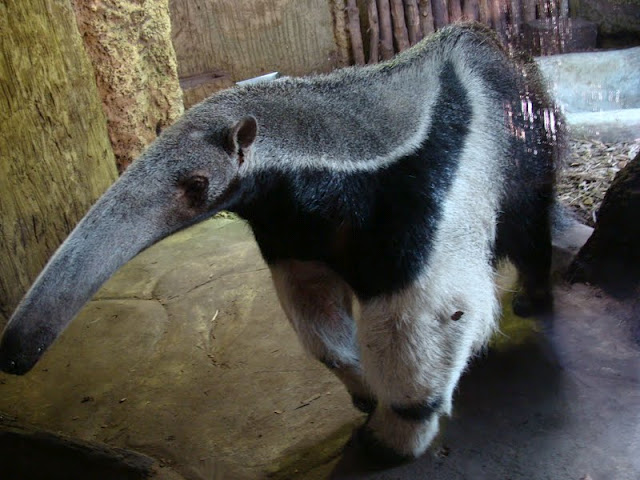 Myrmecophaga tridactyla