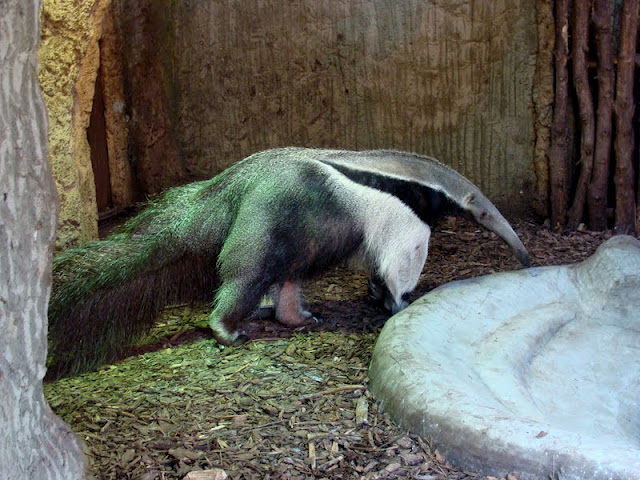 Myrmecophaga tridactyla