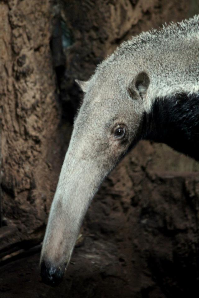 Myrmecophaga tridactyla
