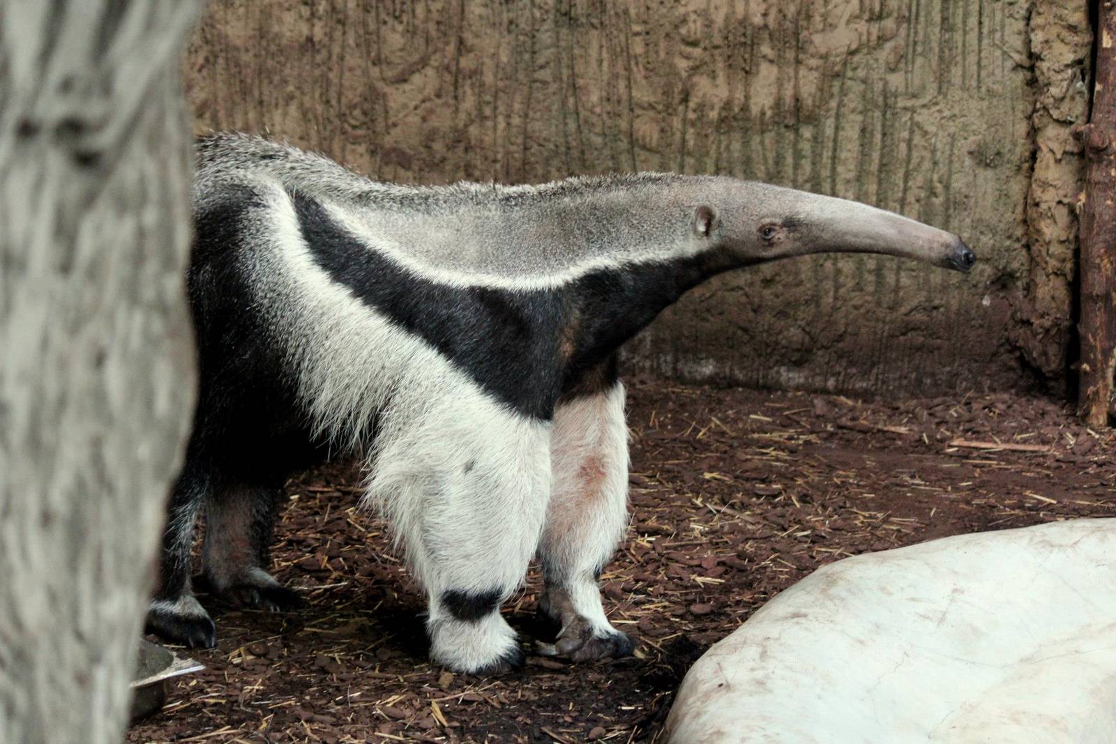 Myrmecophaga tridactyla