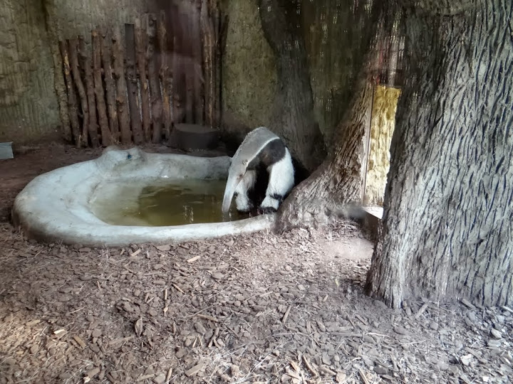 Myrmecophaga tridactyla