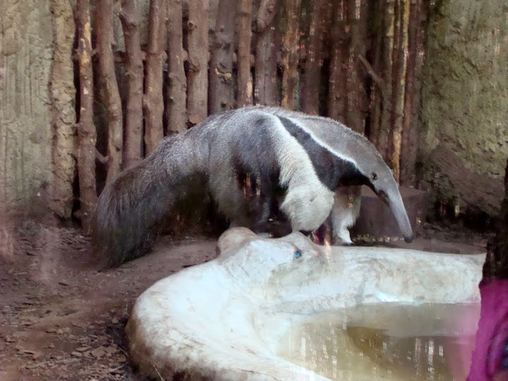 Myrmecophaga tridactyla